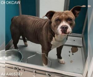 Staffordshire Bull Terrier-Unknown Mix Dogs for adoption in Oklahoma City, OK, USA