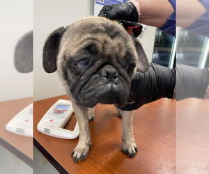Pug Dogs for adoption in San Antonio, TX, USA