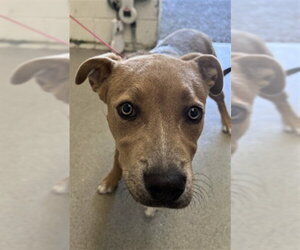 Mutt Dogs for adoption in San Bernardino, CA, USA