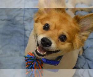 Pomeranian Dogs for adoption in Decatur, IL, USA