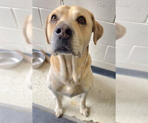 Labrador Retriever-Unknown Mix Dogs for adoption in Anchorage, AK, USA