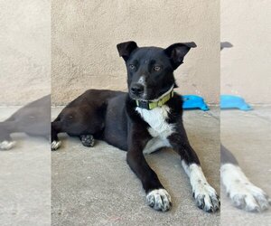 Mutt Dogs for adoption in Seal Beach , CA, USA