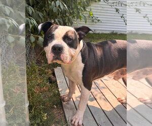 American Bulldog-Unknown Mix Dogs for adoption in Muskegon, MI, USA