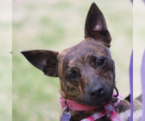 Chihuahua-Feist Terrier Mix Dogs for adoption in Cookeville, TN, USA