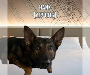 German Shepherd Dog Dogs for adoption in Tulsa, OK, USA