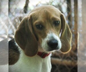 Beagle Dogs for adoption in Rowayton, CT, USA