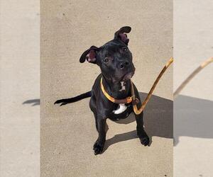 American Pit Bull Terrier Dogs for adoption in Louisville, KY, USA