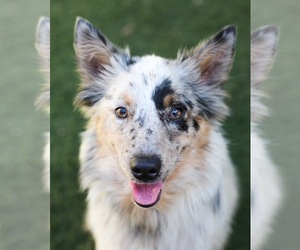 Australian Shepherd-Unknown Mix Dogs for adoption in Guthrie, OK, USA