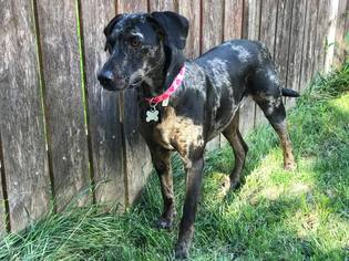 Catahoula Leopard Dog Dogs for adoption in Lincoln, NE, USA