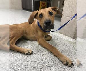 Black Mouth Cur-Unknown Mix Dogs for adoption in Conroe, TX, USA