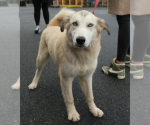 Huskies -Siberian Husky Mix Dogs for adoption in Brooklyn, NY, USA