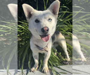 Mutt Dogs for adoption in Newport Beach, CA, USA