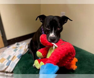 American Pit Bull Terrier-Unknown Mix Dogs for adoption in Denver, CO, USA