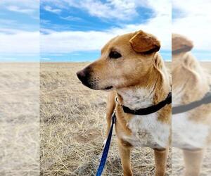 Mutt Dogs for adoption in Laramie, WY, USA