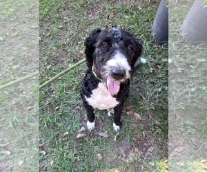 Mutt Dogs for adoption in Gulfport, MI, USA