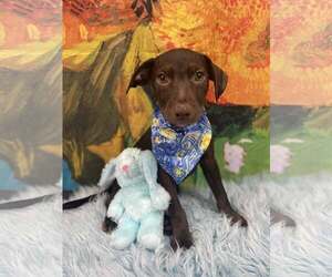 Chihuahua-Labrador Retriever Mix Dogs for adoption in Virginia Beach, VA, USA