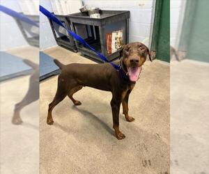 Medium Photo #2 Doberman Pinscher Puppy For Sale in Woodland, CA, USA
