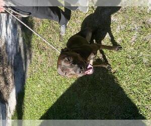 Staffordshire Bull Terrier-Unknown Mix Dogs for adoption in Ocala, FL, USA
