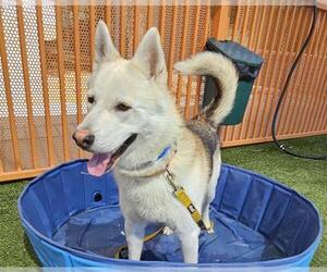 Huskies -Unknown Mix Dogs for adoption in Las Vegas, NV, USA
