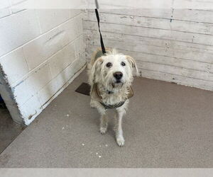 Mutt Dogs for adoption in San Bernardino, CA, USA