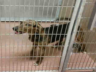Plott Hound Dogs for adoption in Ogden, UT, USA