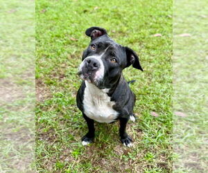 American Staffordshire Terrier Dogs for adoption in Lawrenceville, NJ, USA