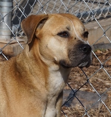 Boxador Dogs for adoption in Toccoa, GA, USA