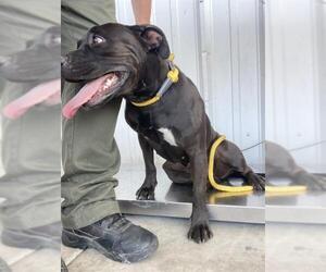 American Pit Bull Terrier Dogs for adoption in Bakersfield, CA, USA