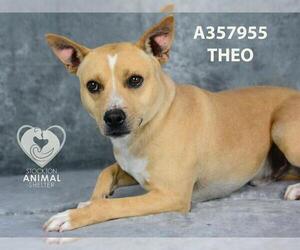American Pit Bull Terrier Dogs for adoption in Stockton, CA, USA