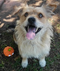Collie-Unknown Mix Dogs for adoption in Dallas, TX, USA