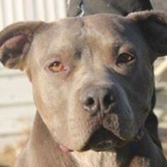 American Pit Bull Terrier Dogs for adoption in Benton City, WA, USA