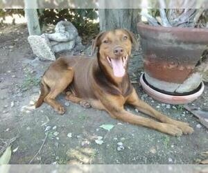 Doberman Pinscher-Unknown Mix Dogs for adoption in Los Banos, CA, USA