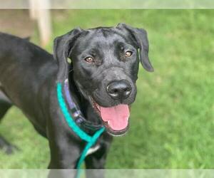 Labrador Retriever-Unknown Mix Dogs for adoption in Tulsa, OK, USA