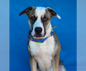 Mutt Dogs for adoption in Pasadena, CA, USA