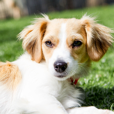 Papshund Dogs for adoption in Malibu, CA, USA