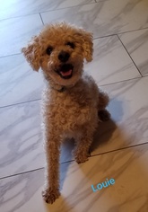 Poodle (Miniature)-Unknown Mix Dogs for adoption in Apache Junction, AZ, USA