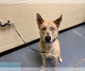 German Shepherd Dog-Siberian Husky Mix Dogs for adoption in Denver, CO, USA