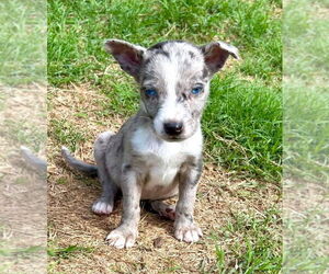Chihuahua-Unknown Mix Dogs for adoption in OKLAHOMA CITY, OK, USA