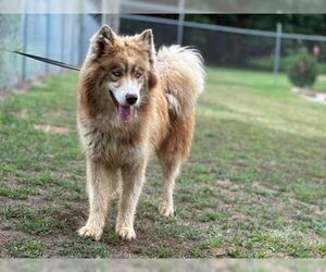 Huskies -Unknown Mix Dogs for adoption in Bethesda, MD, USA