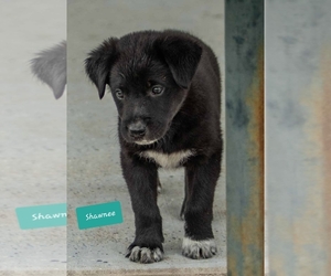 Sheprador Dogs for adoption in Winter Park, CO, USA