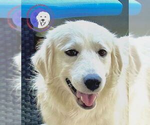Great Pyrenees Dogs for adoption in Spring, TX, USA