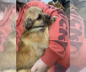 Mutt Dogs for adoption in Fairfield, IL, USA