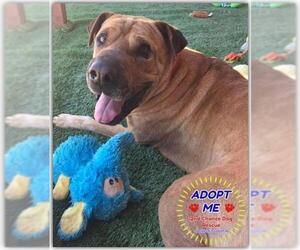 Chinese Shar-Pei-Mastiff Mix Dogs for adoption in Queen Creek, AZ, USA