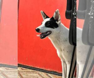 Border Collie-Unknown Mix Dogs for adoption in Shreveport, LA, USA