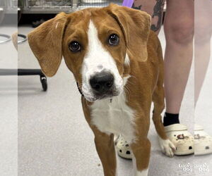Mutt Dogs for adoption in Washington, DC, USA