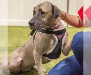 Black Mouth Cur Dogs for adoption in Titusville, FL, USA