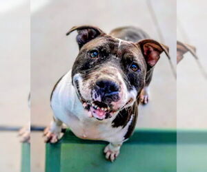 American Staffordshire Terrier-Unknown Mix Dogs for adoption in columbia, SC, USA