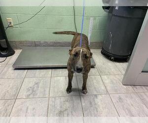 Bull Terrier-Unknown Mix Dogs for adoption in Grand Prairie, TX, USA