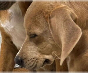 Catahoula Leopard Dog-Unknown Mix Dogs for adoption in Olathe, KS, USA