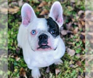 French Bulldog Dogs for adoption in Cumming, GA, USA